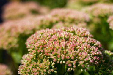 pink-white-green flowers of Hylotelephium telephium taken from close up in sunny weather with a blurred background with bokeh