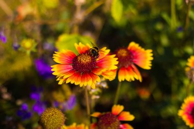 a yellow-red Gaillardia flower with large petals with a bumblebee perched on it against a green-purple blurred background with bokeh, taken close up from above in bright sunny weather