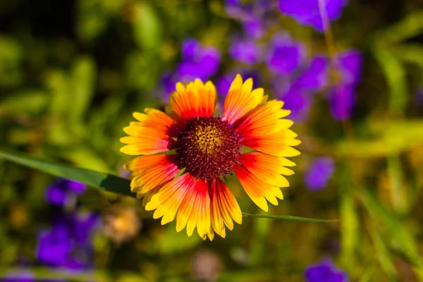 a yellow-red Gaillardia flower with large petals against a green-purple blurred background with bokeh, shot from above in close-up in bright sunny weather