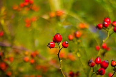 red-orange bright rose hips on a branch with green leaves and a stem lit by the sun, taken close up against a background with bokeh