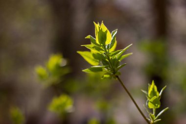 A green juicy young leaf glowing brightly in the sun's rays passing through it with a texture, shot at close range with a blurred background and bokeh during the day in spring
