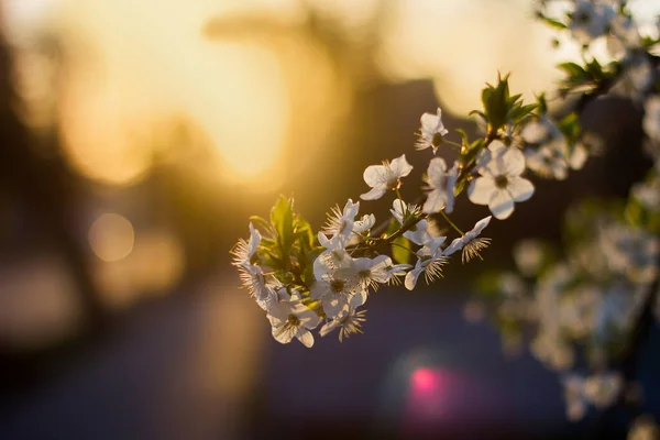 young white flowers on a tree branch with foliage in the rays of the sun that sets on a blurred background with bokeh in the spring at sunset