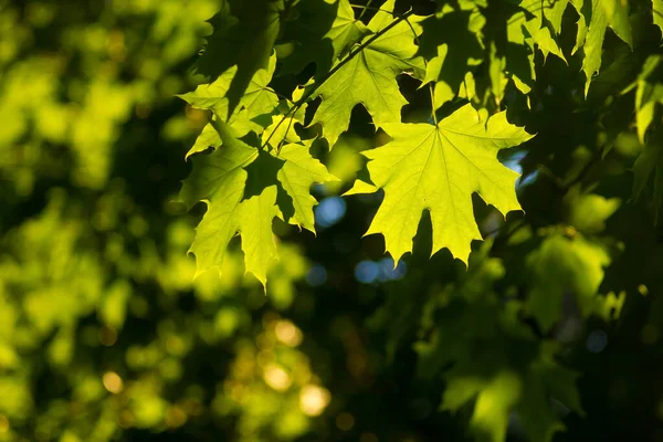 stock image tree branches with green juicy maple leaves through which sunlight shines through in the spring afternoon on a dark blurred background with bokeh