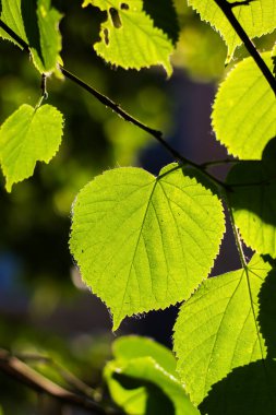 Yeşil yapraklı, sulu ıhlamur yapraklı güneş ışığının, baharda bokeh ile bulanık arka planda parladığı yeşil yapraklar.