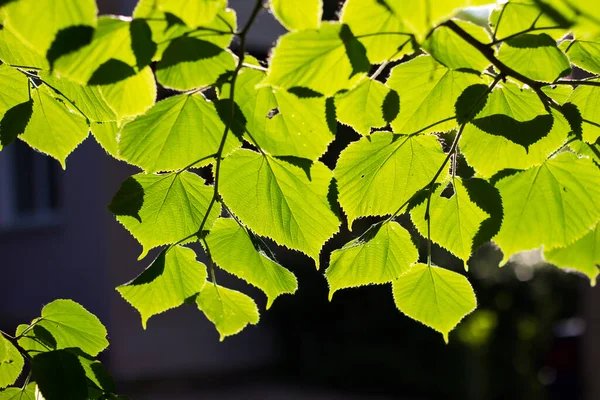 green leaves bright juicy linden leaf through which sunlight shines through on a blurred shade background of foliage with bokeh in spring, vertical photo, wide angle