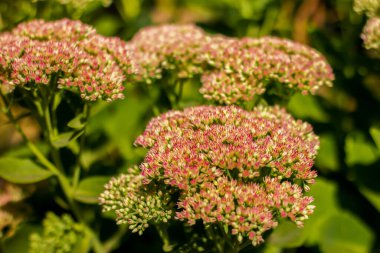pink-white-green flowers of Hylotelephium telephium taken from close up in sunny weather with a blurred background with bokeh