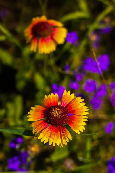 a yellow-red Gaillardia flower with large petals against a green-purple blurred background with bokeh, shot from above in close-up in bright sunny weather, vertical photo