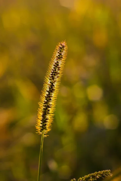 stock image grass stem with grains and hairs of green-brown color against the background of a blurred field of green-yellow color with circles of bokeh in the rays of the setting sun during the day, vertical photo