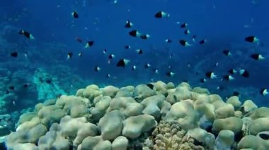 Mercan ve tropikal balıkların, mercan resiflerinin, renkli mercanların, manzaraların olduğu sualtı dünyası. 