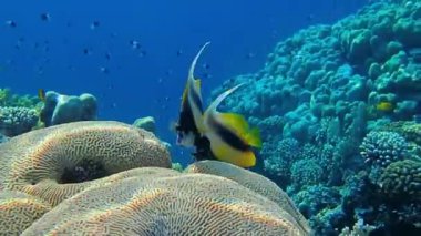 Mercan ve tropikal balıkların, mercan resiflerinin, renkli mercanların, manzaraların olduğu sualtı dünyası. 