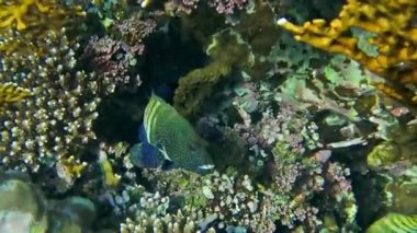 Mercan ve tropikal balıkların, mercan resiflerinin, renkli mercanların, manzaraların olduğu sualtı dünyası. 