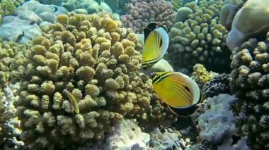 Mercan ve tropikal balıkların, mercan resiflerinin, renkli mercanların, manzaraların olduğu sualtı dünyası. 