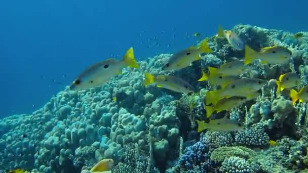 Mundo Subaquático Com Corais Peixes Tropicais Vida Recife Corais Corais — Vídeo de Stock