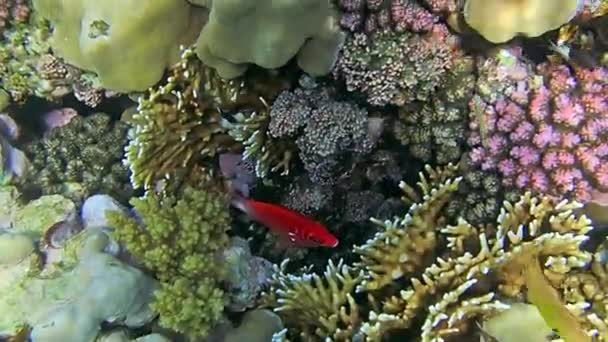 Farbenfrohe Korallenriffe Mit Steinkorallen Grund Des Tropischen Meeres Auf Blauem — Stockvideo