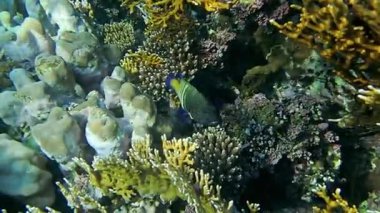 Mercan ve tropikal balıkların, mercan resiflerinin, renkli mercanların, manzaraların olduğu sualtı dünyası. 