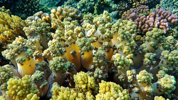 Colorata Barriera Corallina Fondo Mare Tropicale Foto Subacquea — Foto Stock
