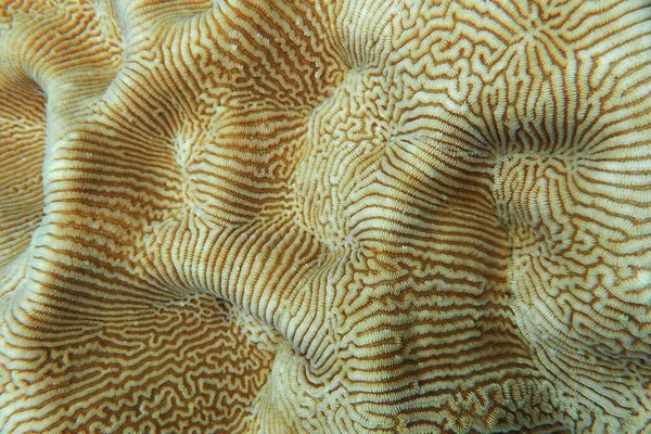 Korallrev Bakgrund Undervattensfoto — Stockfoto