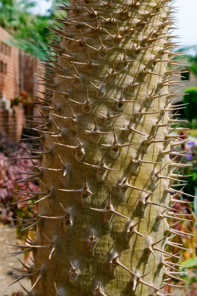 Éles Kaktusz Gerincének Részletezése — Stock Fotó