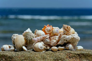 Sahildeki deniz kabukları mercan resiflerinden.
