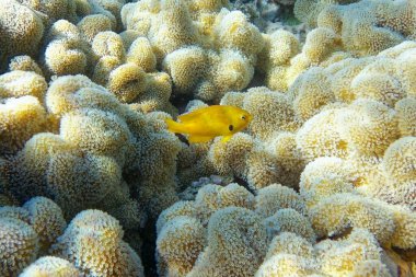 Mercan ve tropikal balıkların, mercan resiflerinin, renkli mercanların, manzaraların olduğu sualtı dünyası. 