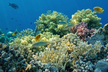 Mercan ve tropikal balıkların, mercan resiflerinin, renkli mercanların, manzaraların olduğu sualtı dünyası. 