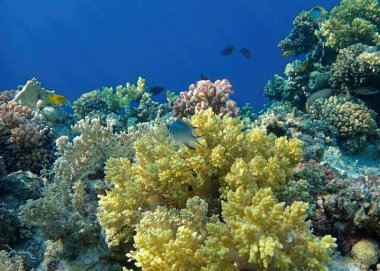 Mercan ve tropikal balıkların, mercan resiflerinin, renkli mercanların, manzaraların olduğu sualtı dünyası. 