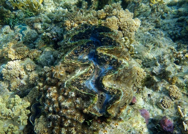 Obří Škeble Tridacna Gigas Mezi Korály Tropickém Moři — Stock fotografie