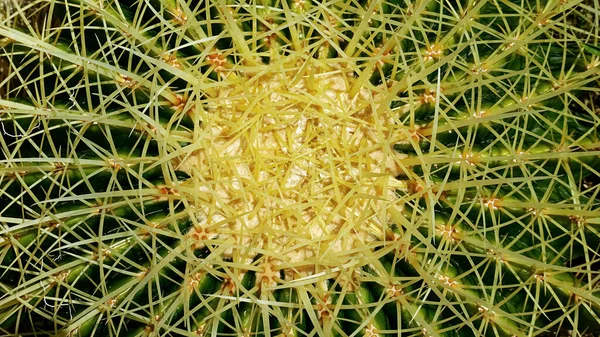 Szczegóły Dotyczące Ostrych Grzbietów Kaktusowych — Zdjęcie stockowe