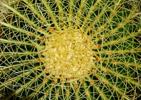 Detail Sharp Cactus Spines — Stock Photo, Image