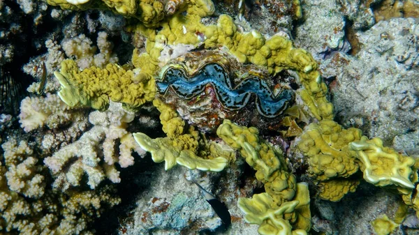Podwodny Widok Gigantyczne Małże Tridacna Gigas Niebieskimi Ustami — Zdjęcie stockowe
