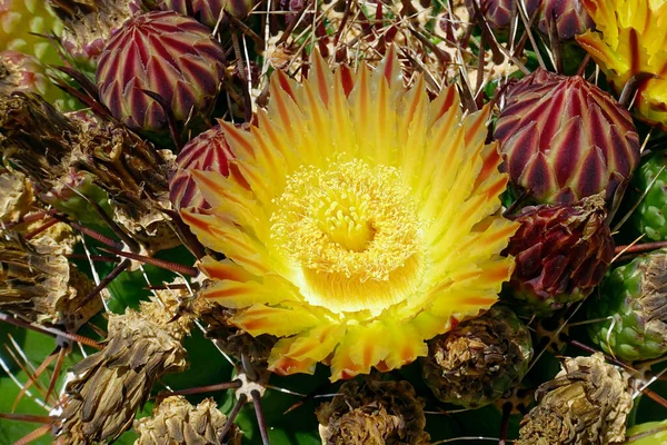 Blommor Från Kaktus Lever Dag Stockfoto