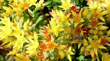 4K HD video Sarı çiçeklerden polen toplamak için çalışan arılar.