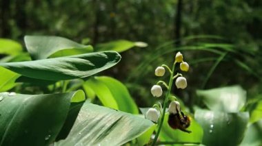 Bahçedeki vadide yabanarısı olan zambak, rahatla.