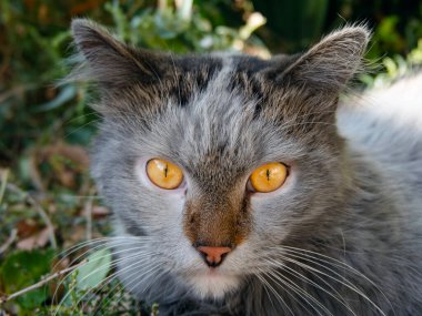 Sarı gözlü kedi portresi