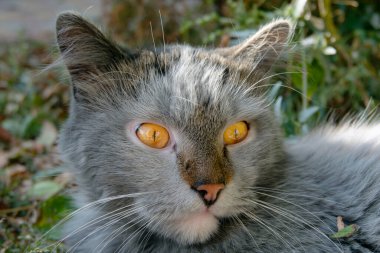 Sarı gözlü kedi portresi