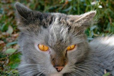 Sarı gözlü kedi portresi