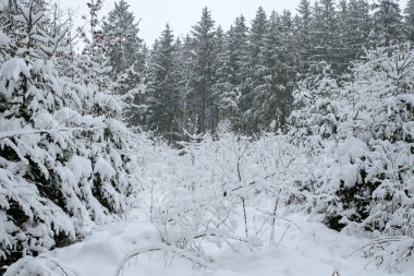 Ormanda ağaçlar kar ile kaplıdır