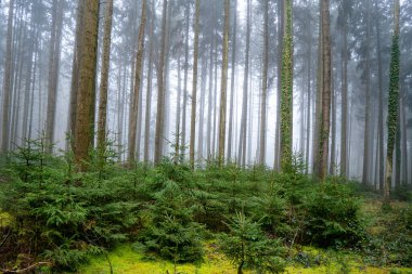 Ormanda sabah, gün ışığı