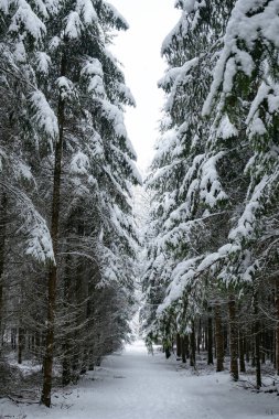 Ormanda ağaçlar kar ile kaplıdır