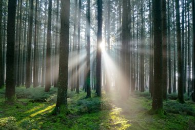 Ormanda sabah, gün ışığı