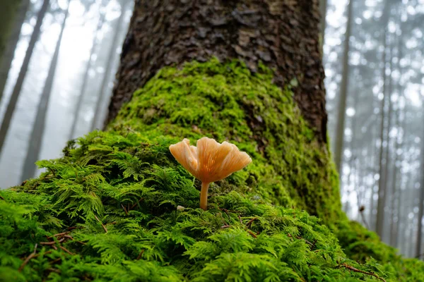 Ormanda sonbahar mantarı