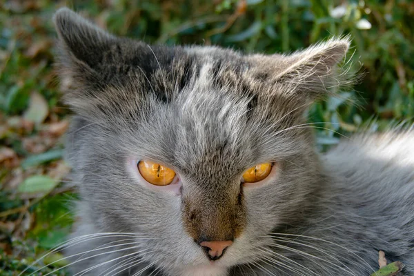 Sarı gözlü kedi portresi