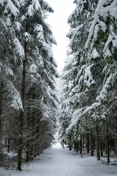 Ormanda ağaçlar kar ile kaplıdır