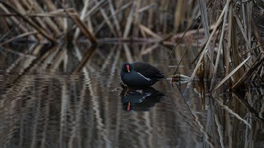 Bird (Fulica) in South Park, Sofia