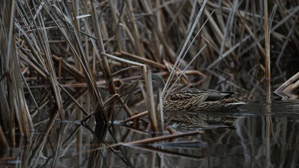 Duck in South Park, Sofia