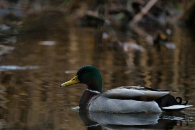 Mallard duck reflection in water - Pancharevo Park
