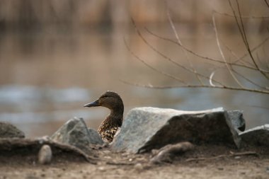 Dişi bir Mallard Ördeğinin Yan Görünümü