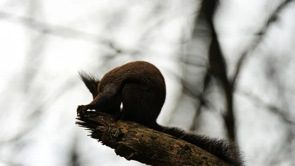 Wild Squirrel Poses Camera — Fotografie, imagine de stoc