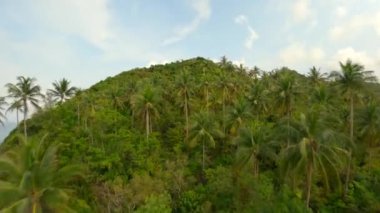 Tayland 'da bir tropik ada cennetinin yeşil tepelerindeki hindistan cevizi palmiyelerinin üzerinde uçan nefes kesici bir dron görüntüsü..