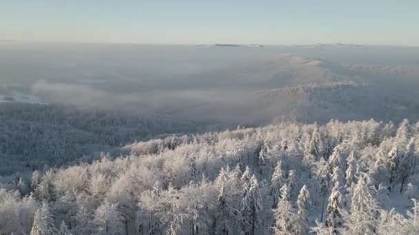 美しい霧の山の風景 冬の雪に覆われた木の森の上の空中風景 — ストック動画
